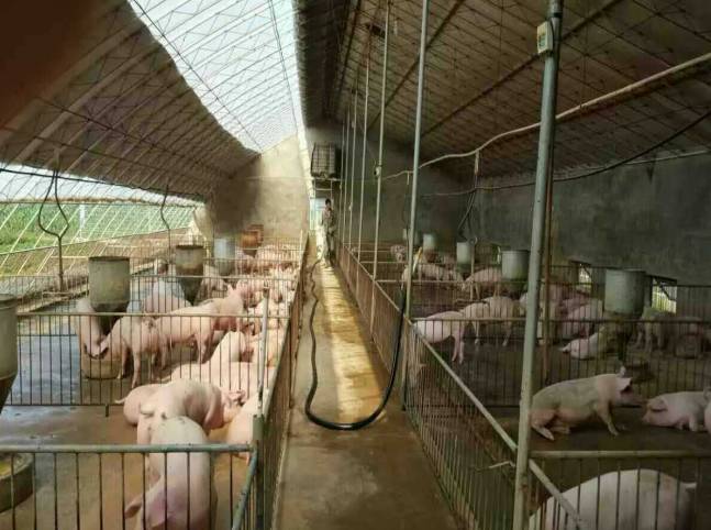 冬季阳光猪舍 7.阳