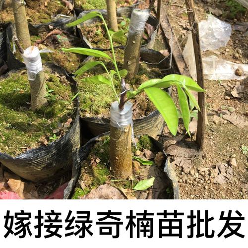 沉香苗嫁接绿奇楠树苗白奇楠苗海南沉香奇楠苗大棵树苗存活率高