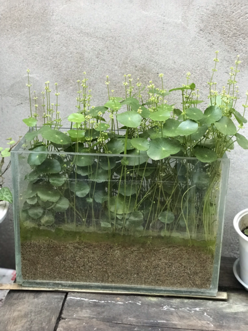 鱼缸里面养花,比养在花盆里好看,个性又时尚