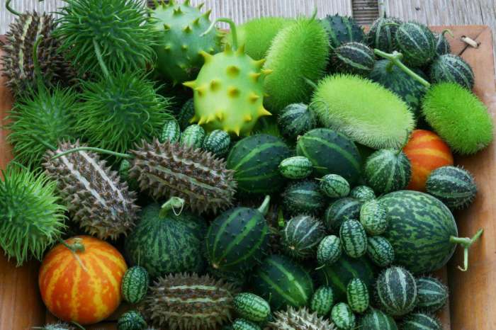 果壳【2017年物种日历】12月14日 刺角瓜