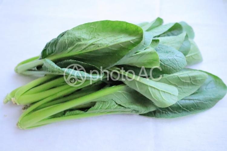 照片素材(图片): 蔬菜komatsuna生蔬菜