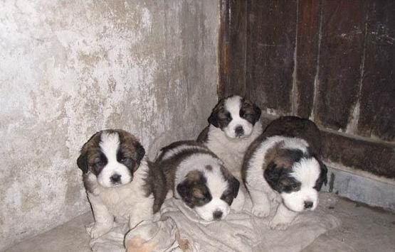 广州圣伯纳犬纯种幼犬圣伯纳犬纯种圣伯纳犬巨型犬 公母都有