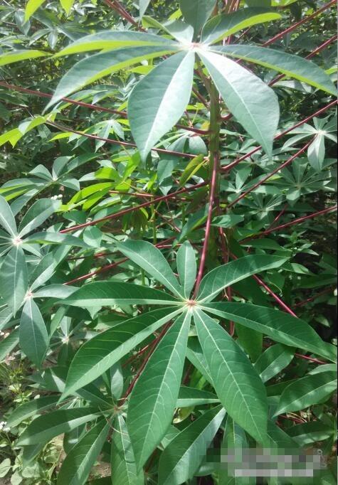 这个掌状复叶植物叫什么