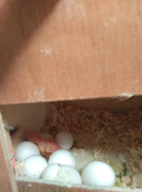 我有一对虎皮鹦鹉,母虎皮生了7颗蛋,现在刚刚孵化出一只小鹦鹉了