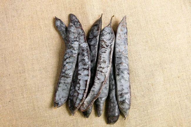 皂角的作用与功效是什么皂角图片