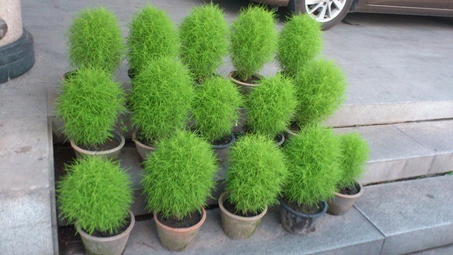 这是什么植物,毛茸茸的绿色小盆栽
