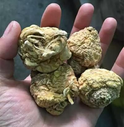 最全玛咖的功效及吃法介绍 玛咖竟然可以这样吃