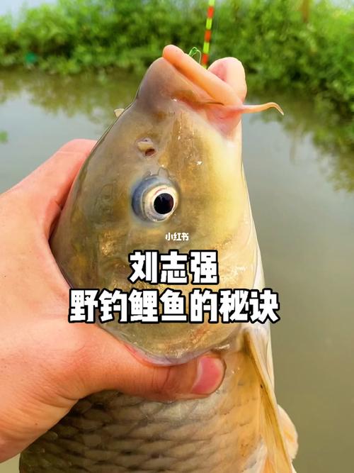 刘志强野钓鲤鱼的秘诀_鲤鱼_垂钓_钓鱼_生活记录_接地气生活