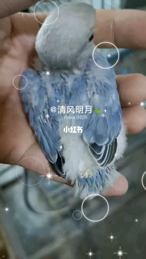 手养牡丹鹦鹉#高纯紫闪半毛雏鸟_鹦鹉_牡丹_牡丹鹦鹉