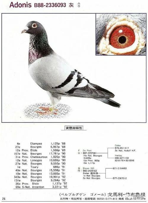 搜鸽图集 | 戈马力·佛布鲁根的基础种鸽赏析