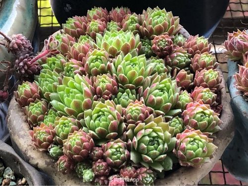 薇薇安编号1807,pekinese,皮克尼斯