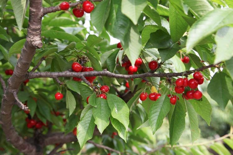 樱桃树吸收日月精华 ,天然生长,个大圆润,可口美味!