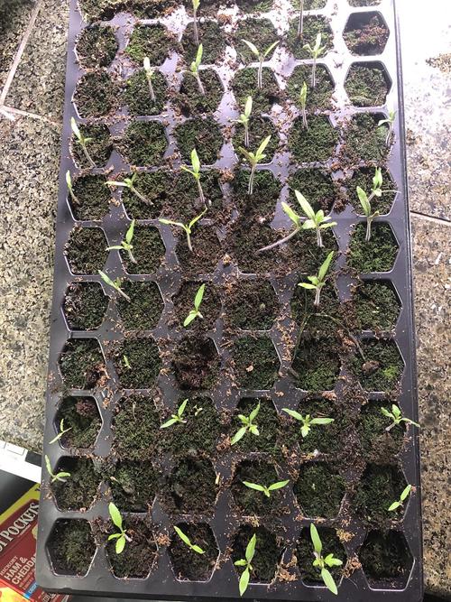 已经发芽的西红柿