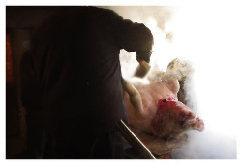 杀完猪,正在放血.