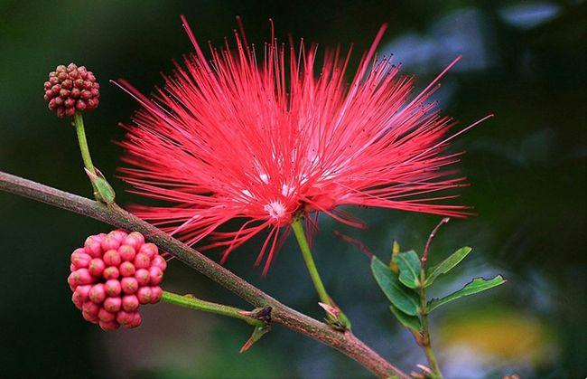 热情奔放的红合欢花