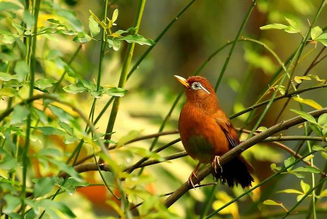 几招教您养好画眉鸟