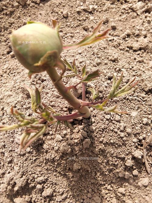 不知道牡丹花小苗样子?牡丹小苗图片分享(12图)