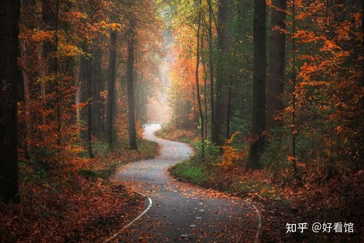 森林壁纸|大自然绿色森林壁纸|森林风景壁纸|唯美图片