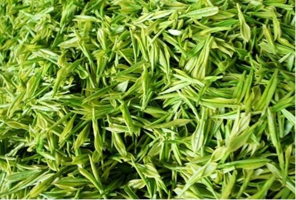一芽一叶 安吉白茶 兰香高爽 明前特级 2015年新绿茶 散装批发