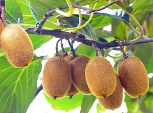 猕猴桃品种这么多到底哪些品种比较好