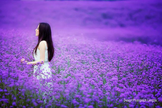 紫色花海