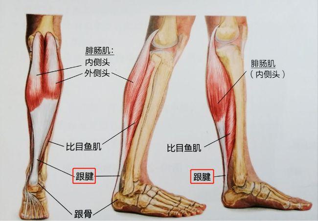 足跟痛跟腱僵硬跟腱炎有哪些康复训练可以缓解