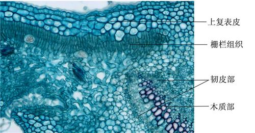 夹竹桃叶横切-示周韧维管束1 拷贝.jpg