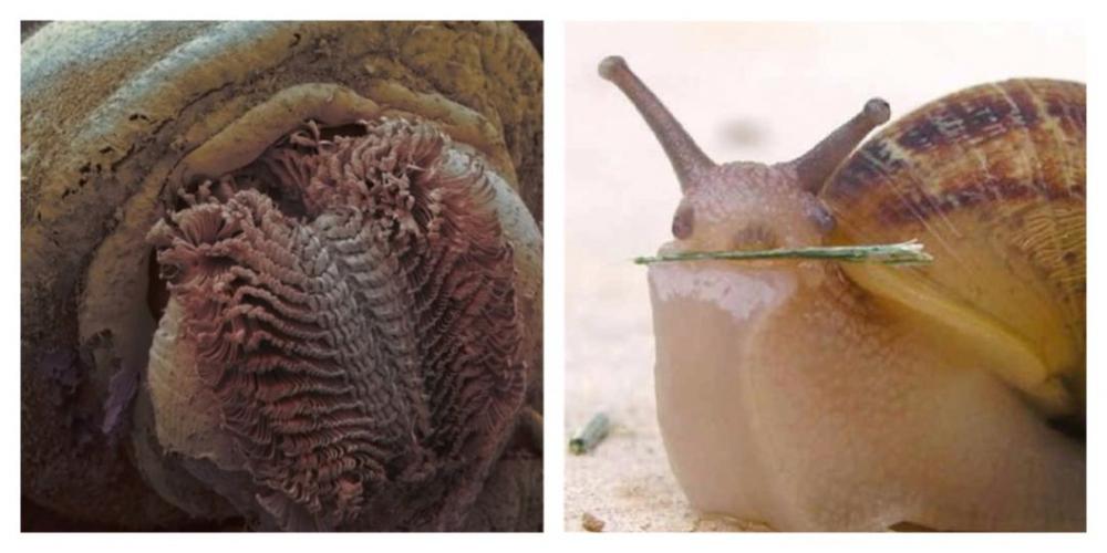 蜗牛的舌头,或者说牙齿和人类的不太一样,它们的舌头上长着一排排的