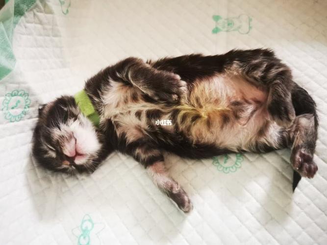 缅因猫从出生到三个月的变化_缅因猫_宠物_猫