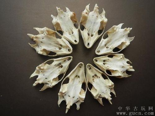 八枚老鳖头骨