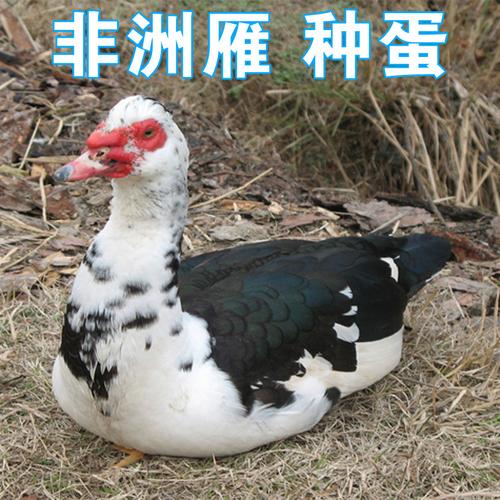 东北非洲雁蛋 番鸭蛋 非洲雁种蛋 受精蛋 孕婴辅食 散养非洲雁