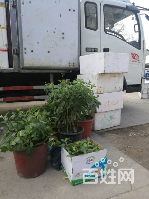 能治糖尿病的神奇植物:胰岛树