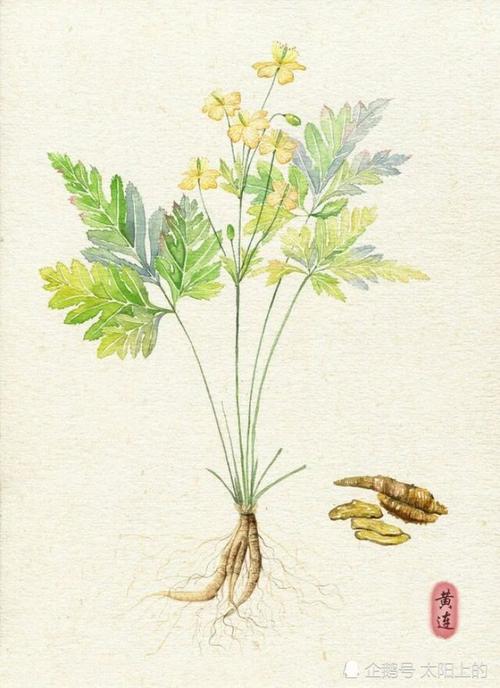 细数黄连的功效和禁忌