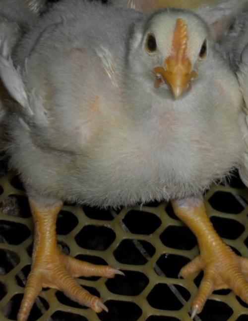 今天15天了 小鸡开始换毛了