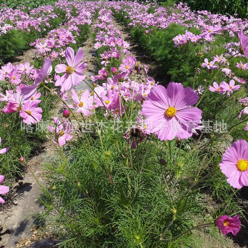 波斯菊种子 矮斯菊种 盆栽波斯菊 矮生波斯菊 格桑花