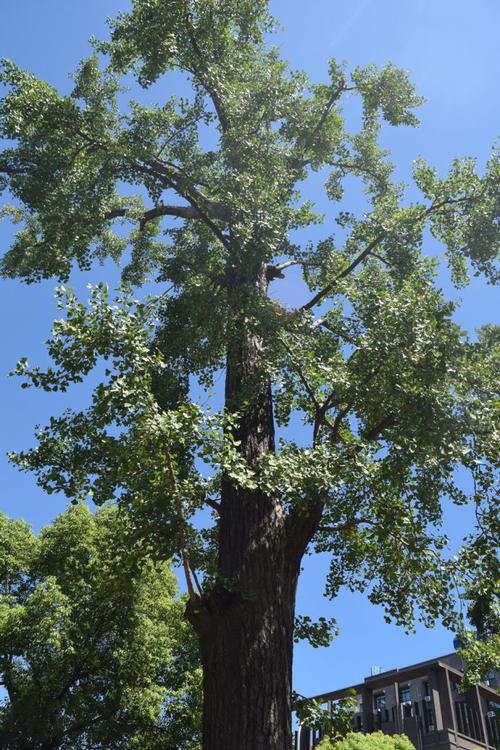 [转载]浦东北高行的0259·0260·0261号古银杏树
