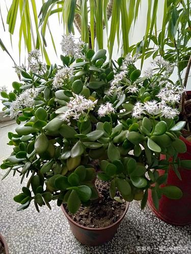 种了九年的玉树(又名燕子掌)终于开花了