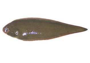 广泛分布于印度洋,太平洋,大西洋的热带,亚热带和温带的近海,有些种类