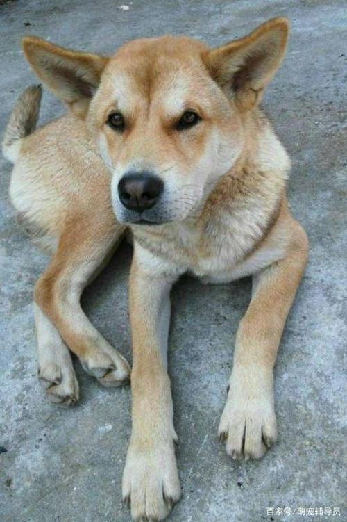 中华田园犬分为10个品种,分别是:四眉田园犬,练庸田园犬,虎斑田园犬