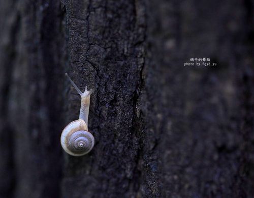 《向上爬着的蜗牛》