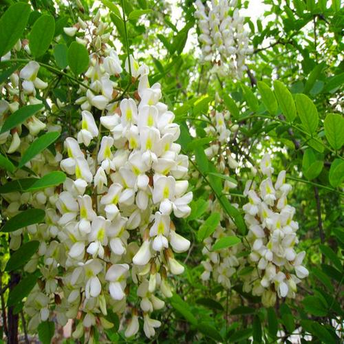 蜜源刺槐树苗洋槐苗香花槐苗绿化林木树苗洋槐树花可以食用