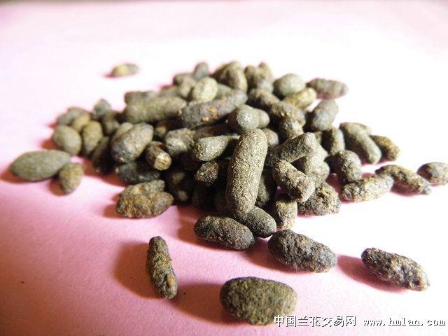 肥药一体莳兰伴侣忘忧丹