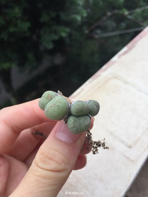 荧光玉5头