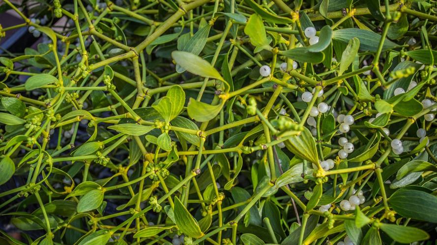 高清槲寄生图片417