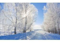 冬季雪地与树林