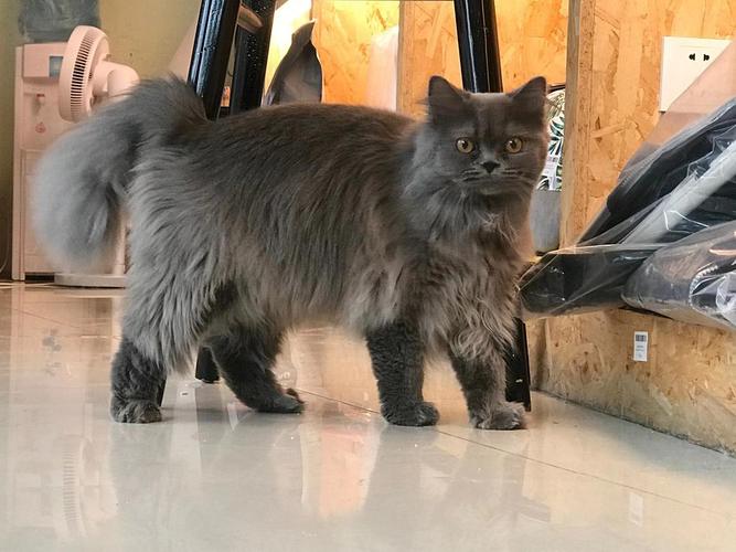 高地波斯蓝猫