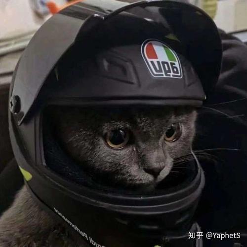 有没有看上去酷酷的男生猫头像?