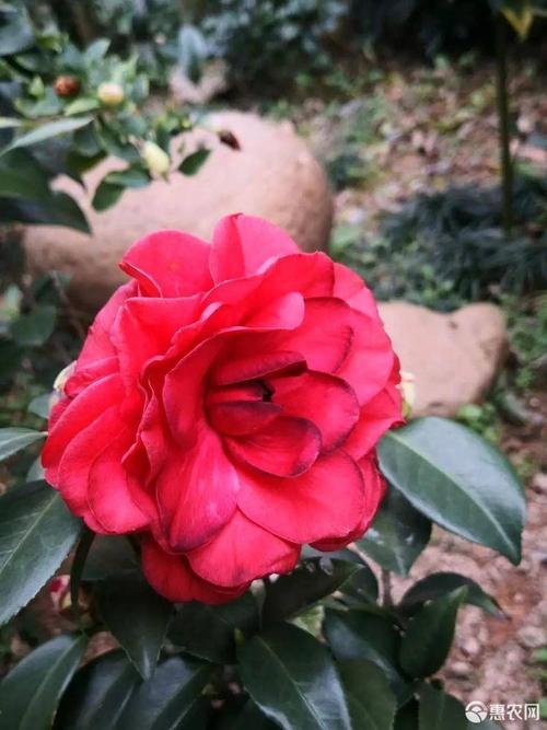 黑珍珠茶花苗16杯80装一箱大红色花朵名贵品种花卉盆景