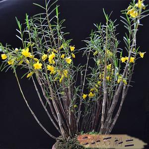 竹叶石斛属 姬叶石斛 细叶石斛 兰花石斛5.6月花期