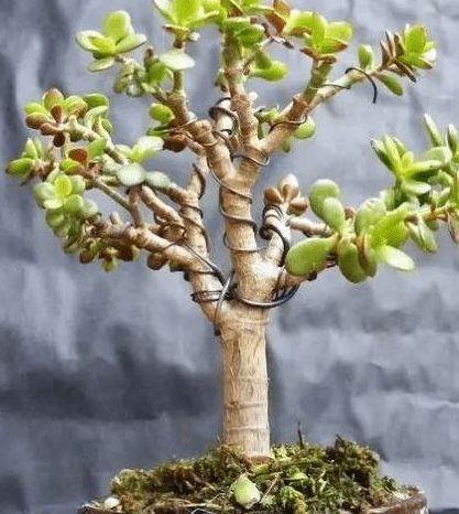 玉树老桩盆景是怎么养成的
